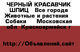 ЧЕРНЫЙ КРАСАВЧИК ШПИЦ - Все города Животные и растения » Собаки   . Московская обл.,Красноармейск г.